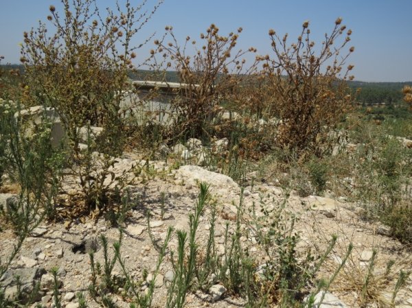 قرية جمزو / الرملة