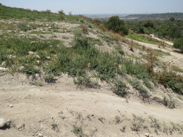 قرية جمزو / الرملة