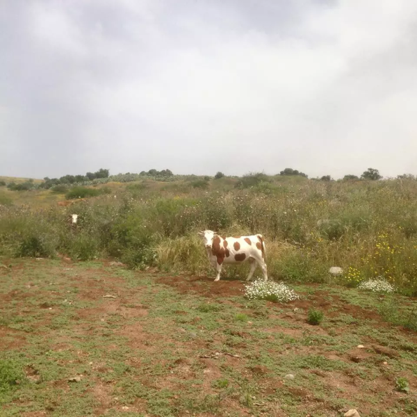  | موسوعة القرى الفلسطينية