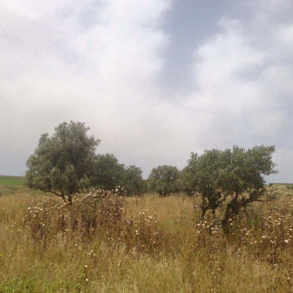  | موسوعة القرى الفلسطينية