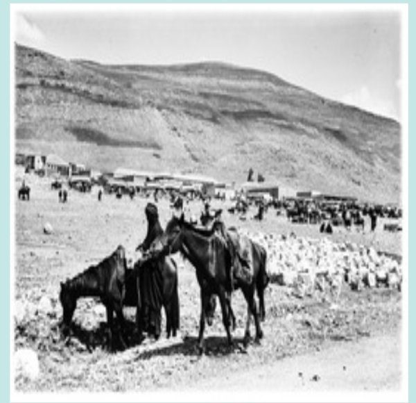 سوق الخيل في قرية الخالصة سوق الخيل في قرية الخالصة