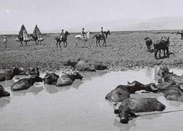 صورة قديمة من قرية الصالحية قبل النكبة صورة قديمة من قرية الصالحية قبل النكبة