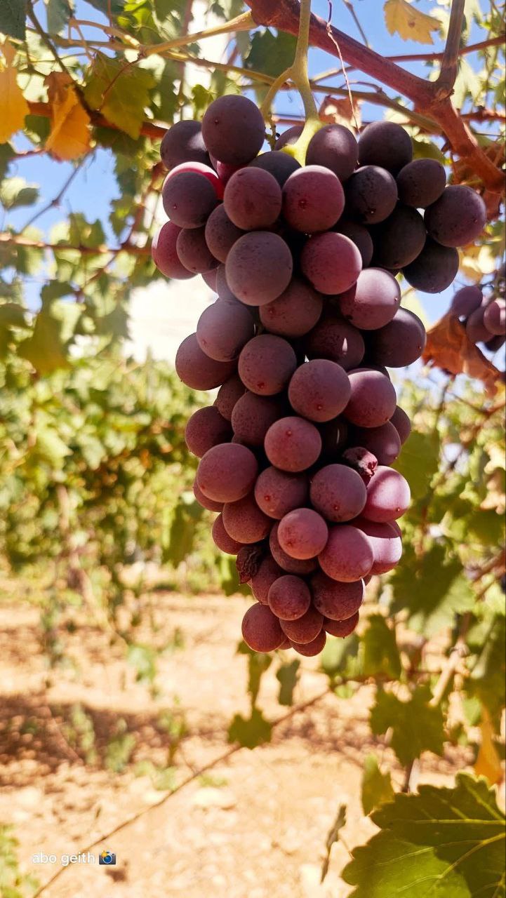 | موسوعة القرى الفلسطينية  | موسوعة القرى الفلسطينية