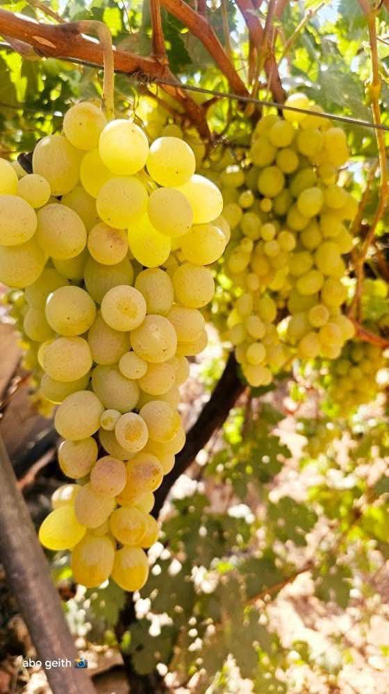 | موسوعة القرى الفلسطينية  | موسوعة القرى الفلسطينية