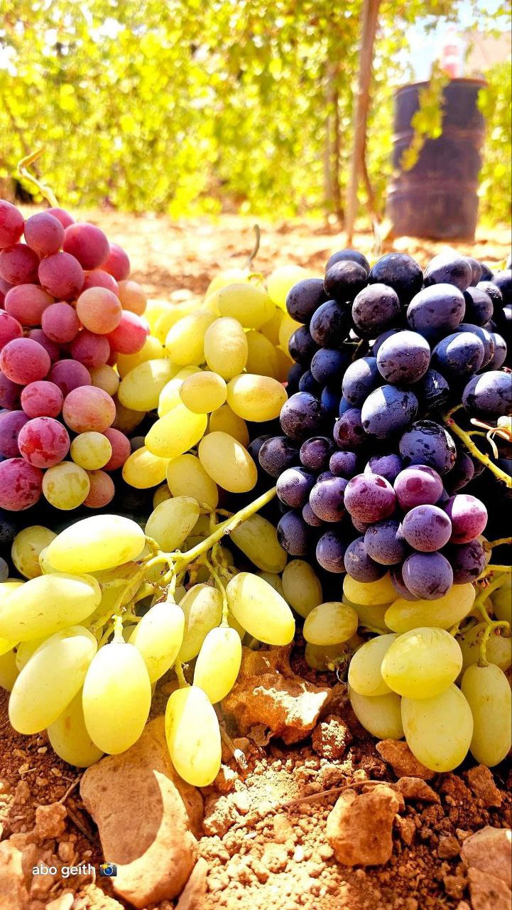 | موسوعة القرى الفلسطينية  | موسوعة القرى الفلسطينية