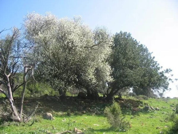 أشجار اللوز والخروب في أراضي الفراضية،تصوير مقبولة نصار