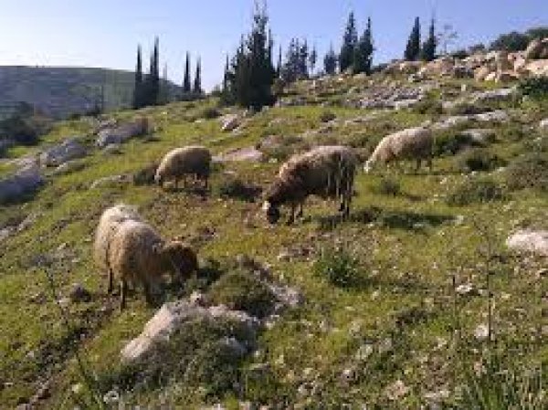 | موسوعة القرى الفلسطينية  | موسوعة القرى الفلسطينية