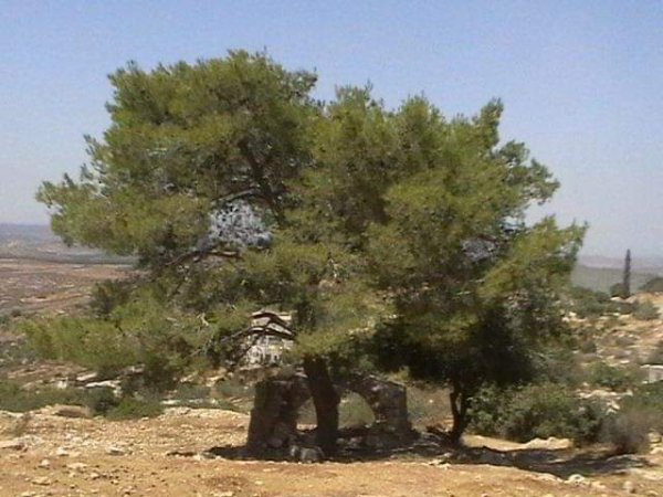  | موسوعة القرى الفلسطينية