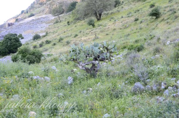  | موسوعة القرى الفلسطينية