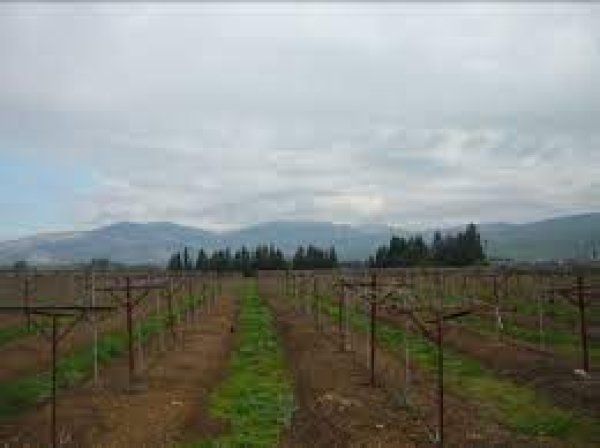 قرية الدوارة