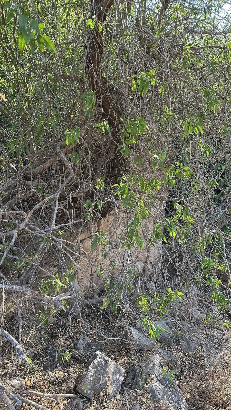 | موسوعة القرى الفلسطينية  | موسوعة القرى الفلسطينية