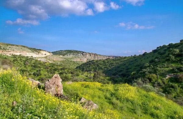 موقع قرية الشونة تغطيه النباتات والأشجار البرية، نقلاً عن موقع فلسطين في الذاكرة