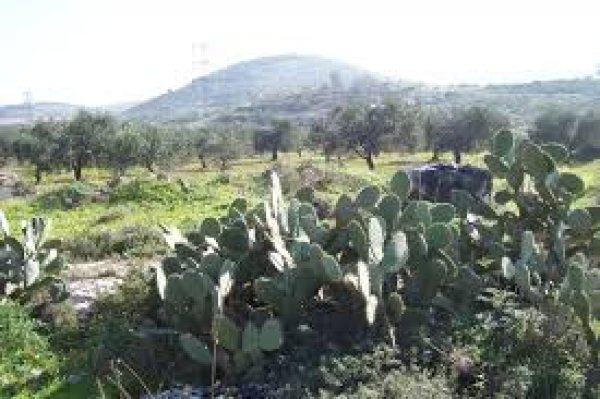 | موسوعة القرى الفلسطينية  | موسوعة القرى الفلسطينية