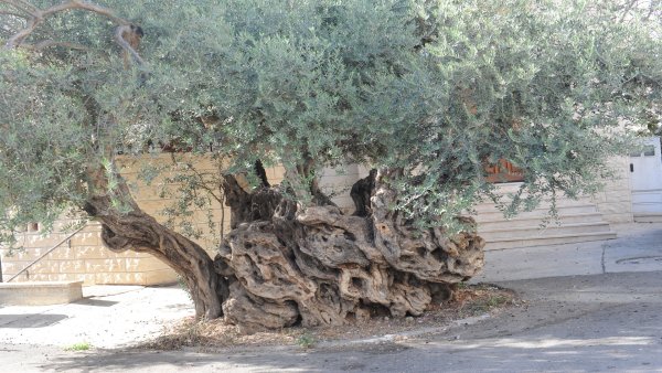 | موسوعة القرى الفلسطينية  | موسوعة القرى الفلسطينية