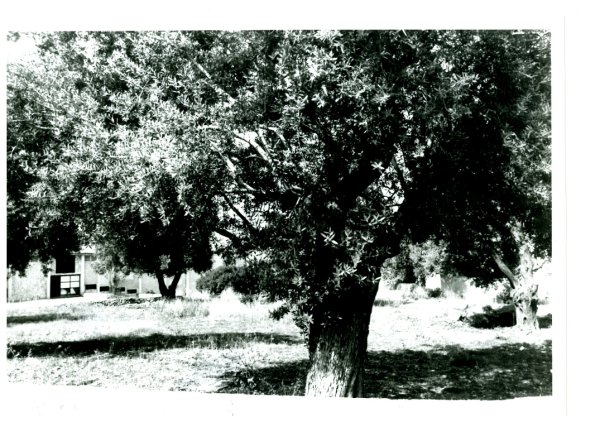 | موسوعة القرى الفلسطينية  | موسوعة القرى الفلسطينية
