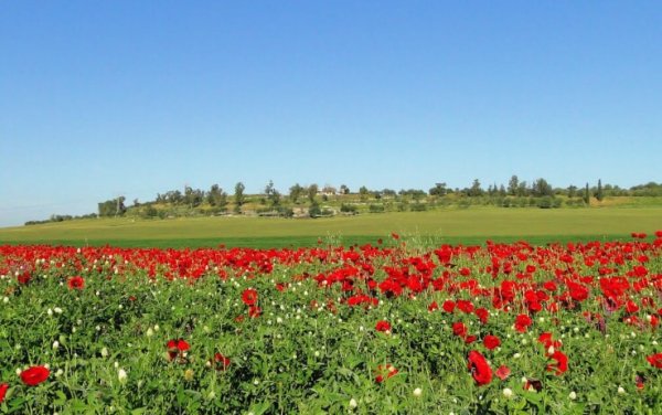 | موسوعة القرى الفلسطينية  | موسوعة القرى الفلسطينية