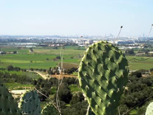 | موسوعة القرى الفلسطينية  | موسوعة القرى الفلسطينية