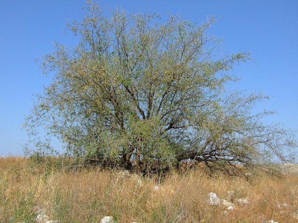 | موسوعة القرى الفلسطينية  | موسوعة القرى الفلسطينية