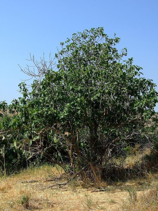 | موسوعة القرى الفلسطينية  | موسوعة القرى الفلسطينية