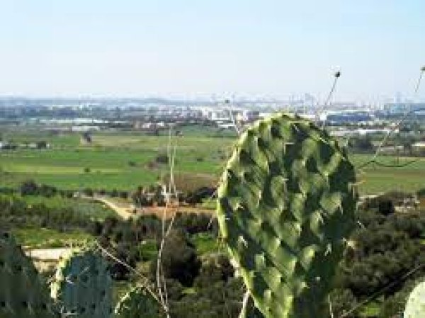 | موسوعة القرى الفلسطينية  | موسوعة القرى الفلسطينية