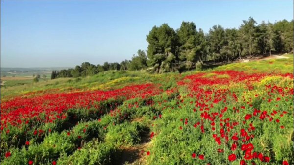 | موسوعة القرى الفلسطينية  | موسوعة القرى الفلسطينية