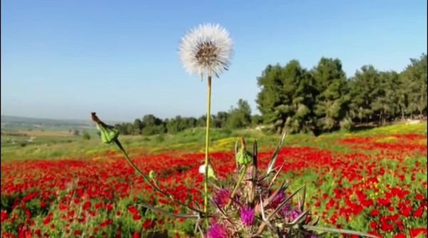 | موسوعة القرى الفلسطينية  | موسوعة القرى الفلسطينية
