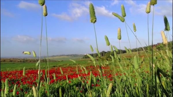 | موسوعة القرى الفلسطينية  | موسوعة القرى الفلسطينية