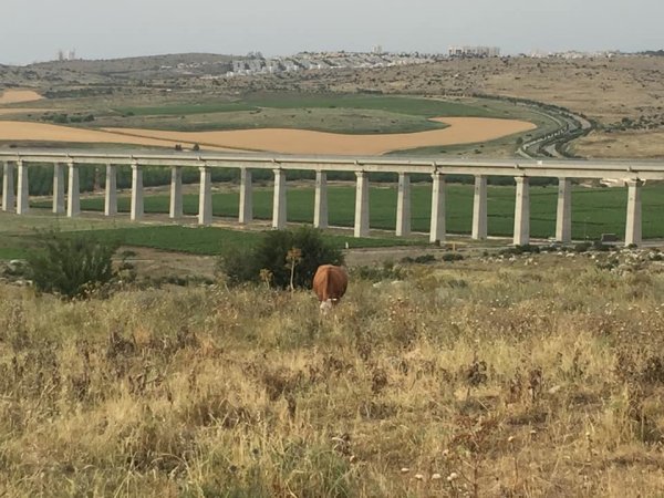 | موسوعة القرى الفلسطينية  | موسوعة القرى الفلسطينية