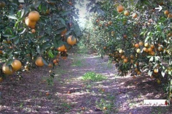  | موسوعة القرى الفلسطينية