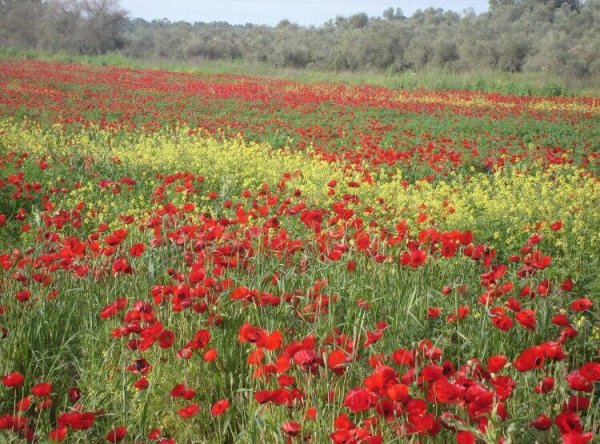  | موسوعة القرى الفلسطينية