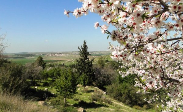 | موسوعة القرى الفلسطينية  | موسوعة القرى الفلسطينية