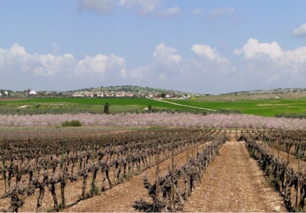 | موسوعة القرى الفلسطينية  | موسوعة القرى الفلسطينية