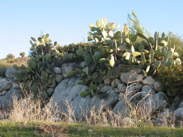 | موسوعة القرى الفلسطينية  | موسوعة القرى الفلسطينية