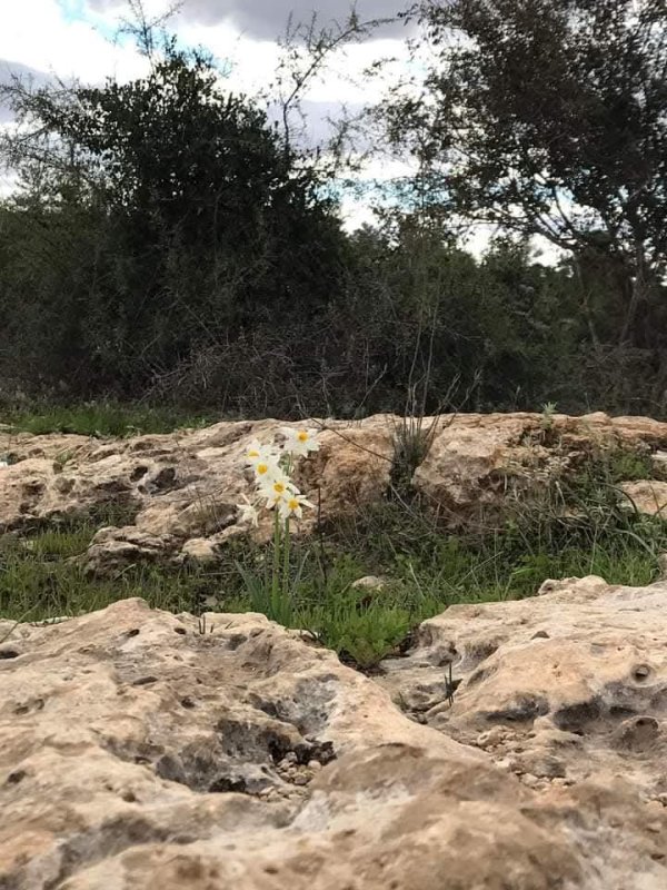 | موسوعة القرى الفلسطينية  | موسوعة القرى الفلسطينية