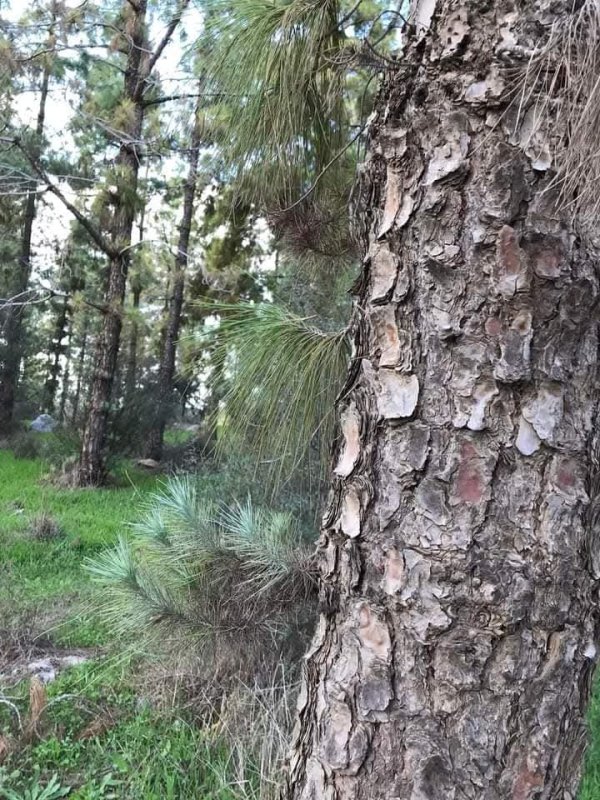 | موسوعة القرى الفلسطينية  | موسوعة القرى الفلسطينية