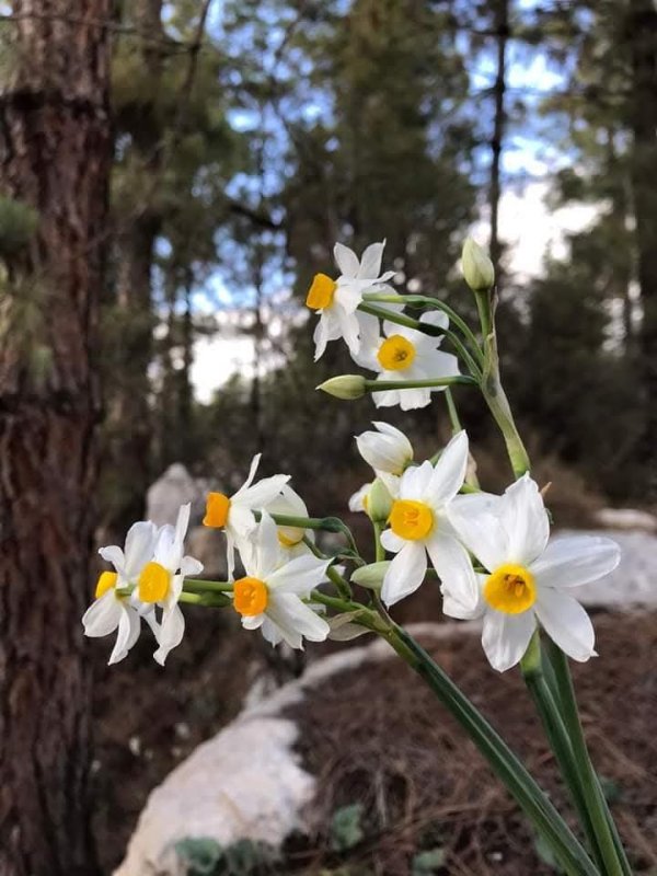 | موسوعة القرى الفلسطينية  | موسوعة القرى الفلسطينية
