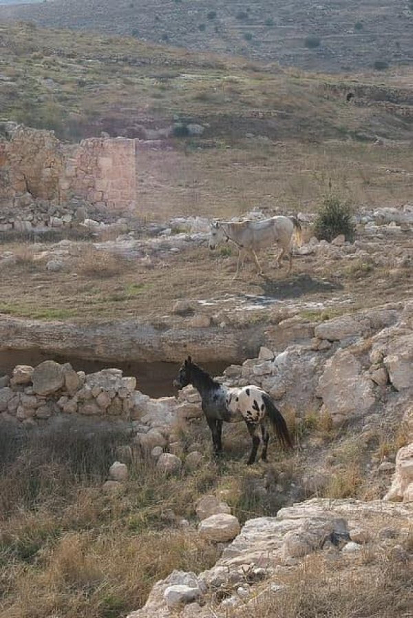  | موسوعة القرى الفلسطينية