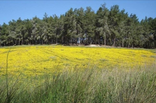 | موسوعة القرى الفلسطينية  | موسوعة القرى الفلسطينية