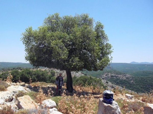 | موسوعة القرى الفلسطينية  | موسوعة القرى الفلسطينية