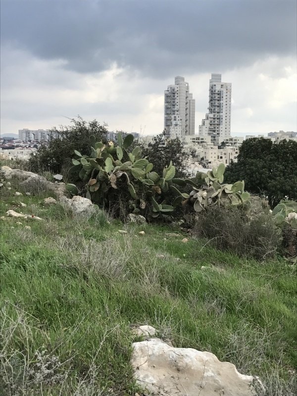 قرية برفيلية / الرملة