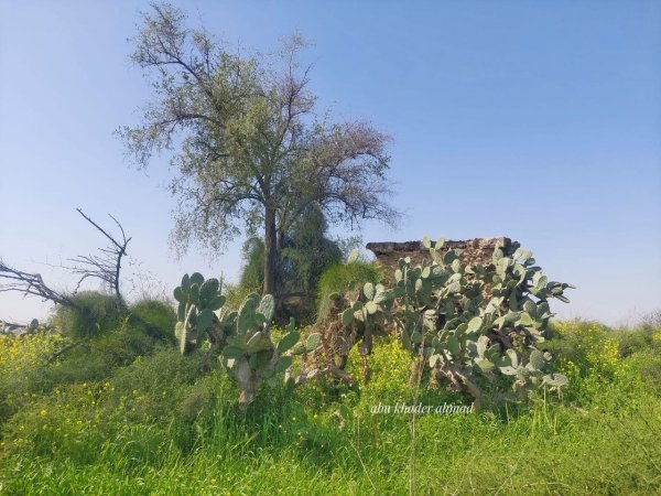 | موسوعة القرى الفلسطينية  | موسوعة القرى الفلسطينية