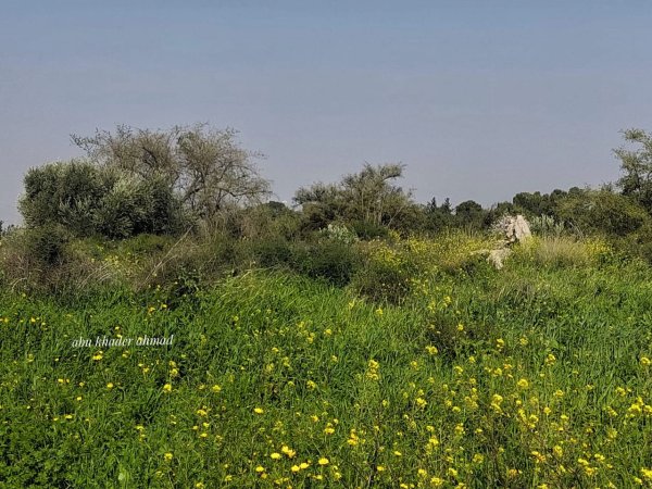 | موسوعة القرى الفلسطينية  | موسوعة القرى الفلسطينية