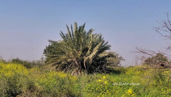 | موسوعة القرى الفلسطينية  | موسوعة القرى الفلسطينية