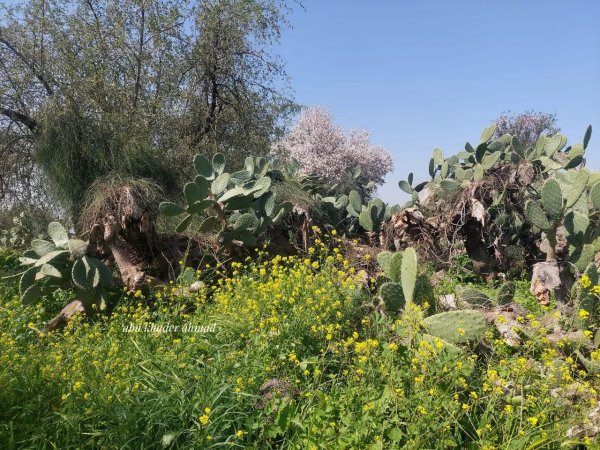 | موسوعة القرى الفلسطينية  | موسوعة القرى الفلسطينية