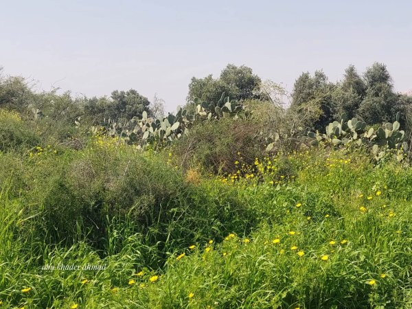 | موسوعة القرى الفلسطينية  | موسوعة القرى الفلسطينية