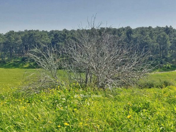 | موسوعة القرى الفلسطينية  | موسوعة القرى الفلسطينية