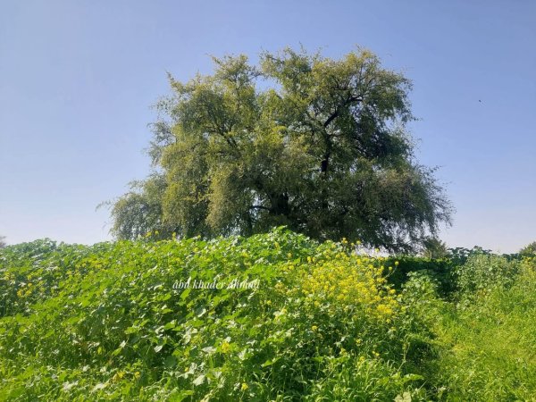 | موسوعة القرى الفلسطينية  | موسوعة القرى الفلسطينية