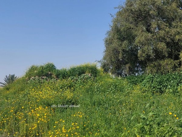 | موسوعة القرى الفلسطينية  | موسوعة القرى الفلسطينية