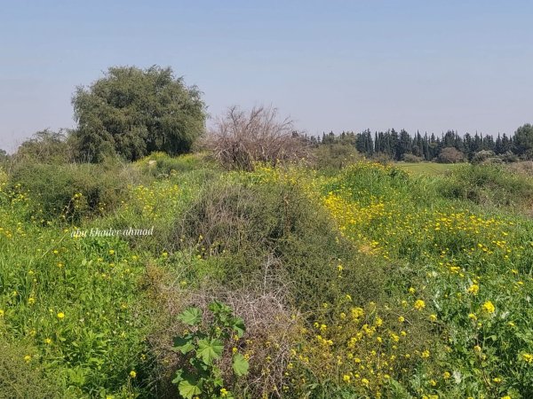 | موسوعة القرى الفلسطينية  | موسوعة القرى الفلسطينية