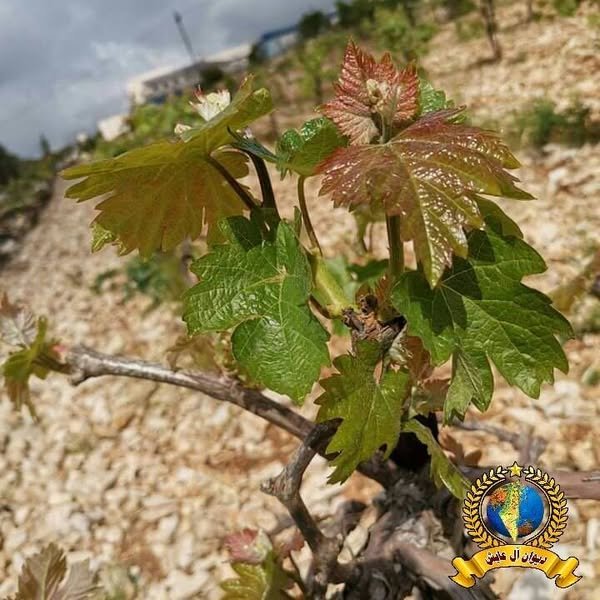 | موسوعة القرى الفلسطينية  | موسوعة القرى الفلسطينية